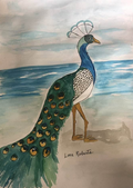 Peacock by the Sea
